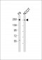 PBRM1 Antibody (C-term)