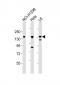 AXL Antibody (C-term)