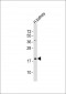 NFE4 Antibody (C-term)