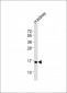 NFE4 Antibody (C-term)