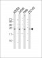 FGF11 Antibody (N-term)