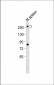 Mouse Med12 Antibody (C-term)