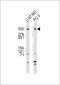 DYNC1H1 Antibody (C-term)