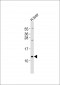 BRP44L Antibody (C-term)