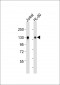 SEMA4D Antibody (C-term)