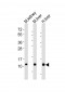 (Mouse) Cxcl12 Antibody