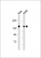 LMO7 Antibody (C-term)