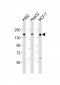 RAPGEF1 Antibody (Center)