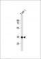 CASP4 Antibody (C-Term)