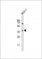 OR11H4 Antibody (C-term)