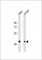 CREB3 Antibody (C-term)