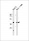 CREB3 Antibody (C-term)