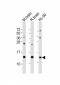 FKBP1A Antibody (Center)