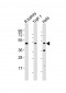 BMP2 Antibody