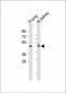 Mouse Dbx1 Antibody (C-term)