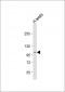 AQPEP Antibody (C-Term)
