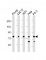 CAPN2 Antibody (N-Term)