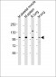 Mouse Fgfr4 Antibody (Center)