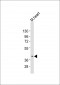 (Mouse) Bmi1 Antibody (Center)