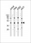 RBMX Antibody (Center)