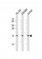 KISS1 Antibody (C-Term)