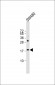 KISS1 Antibody (N-Term)