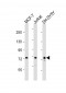 KIF22 Antibody (Center)