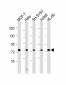 KIF22 Antibody (Center)