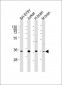 RASSF2 Antibody (Center)