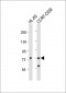 KIF22 Antibody (Center)