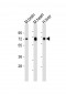 PGM1 Antibody (C-Term)