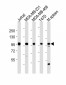 EZH2 Antibody