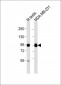 EZH2 Antibody