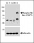 Phospho-Rb-like-1(S975) Antibody