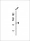 EREG Antibody (C-term)