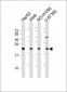 EREG Antibody (C-term)