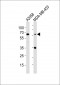 CD63 Antibody (C-term)