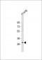 Kallikrein 6 Antibody (N-term)