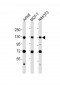 MCM2 Antibody (C-term)