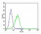 PSMB9 Antibody (C-term)