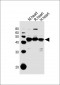 PDK2 Antibody