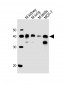 (Mouse) Epcam Antibody (C-term)