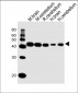 GLUL Antibody (N-term)