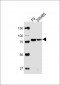 (Mouse) Suz12 Antibody (Center)