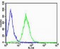 CD74 Antibody