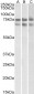 Goat Anti-GNL3 Antibody