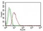 Cyclin D1 (G1-Cyclin & Mantle Cell Marker)Mouse Monoclonal Antibody [Clone DCS-6]