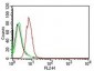 Cyclin D1 (G1-Cyclin & Mantle Cell Marker)Mouse Monoclonal Antibody [Clone CCND1/809] 