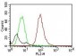 CD63 (Late Endosomes Marker)Mouse Monoclonal Antibody [Clone MX-49.129.5] 