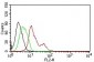 CD63 (Late Endosomes Marker)Mouse Monoclonal Antibody [Clone MX-49.129.5] 